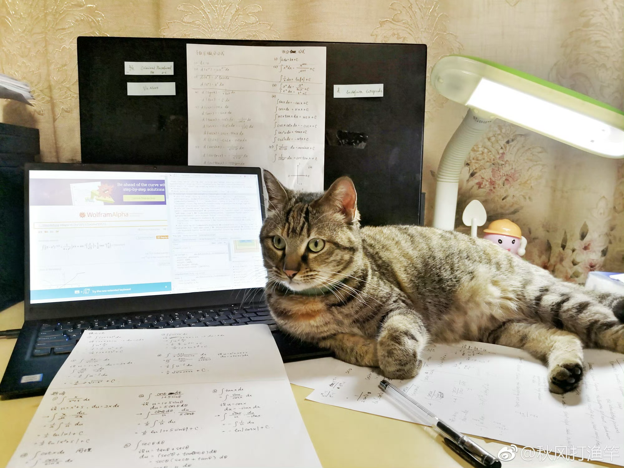 A unique kitten staring angrily at WolframAlpha